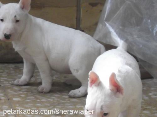 sheravewiaperya Erkek Bull Terrier