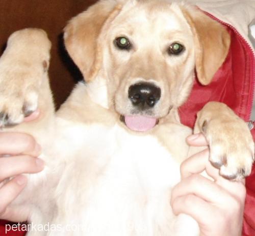 köpük Dişi Labrador Retriever