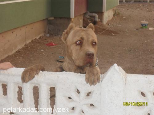 coffeelatte Erkek Cane Corso Italiano