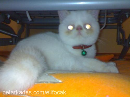 helloo Dişi Exotic Shorthair