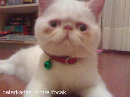 helloo Dişi Exotic Shorthair