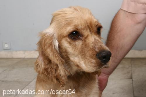 gümüş Dişi Amerikan Cocker Spaniel