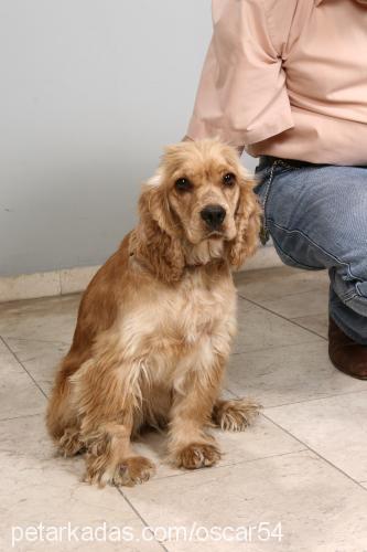 gümüş Dişi Amerikan Cocker Spaniel