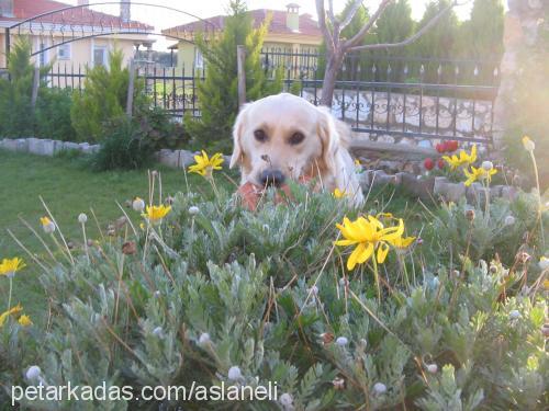 zeus Erkek Golden Retriever