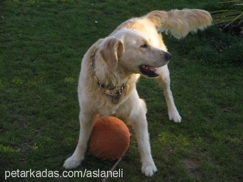 zeus Erkek Golden Retriever