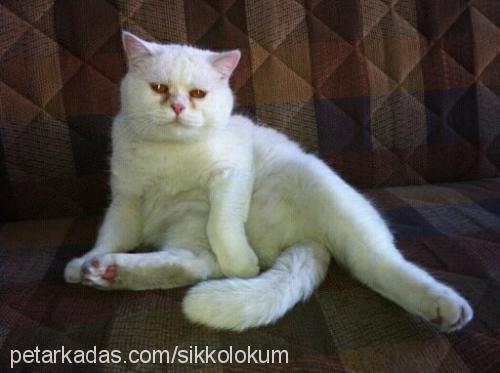 marti Erkek British Shorthair