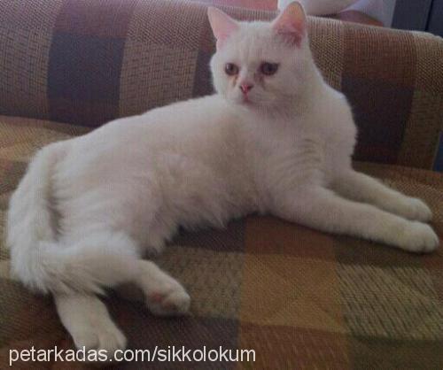 marti Erkek British Shorthair