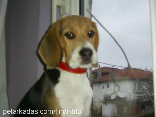 findik Dişi Beagle