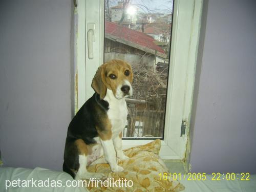 findik Dişi Beagle