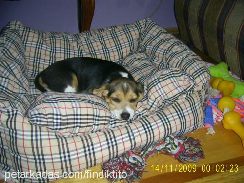 findik Dişi Beagle