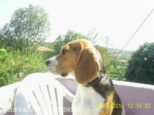 findik Dişi Beagle