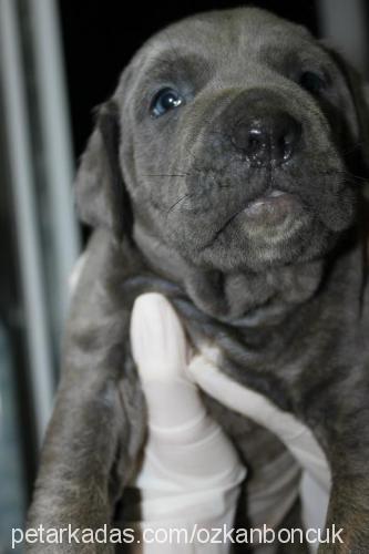 buz Erkek Napoliten Mastiff