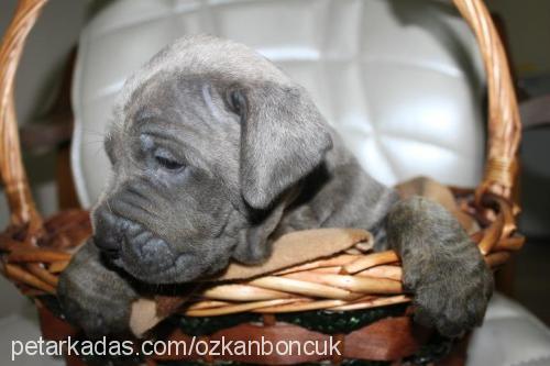 buz Erkek Napoliten Mastiff