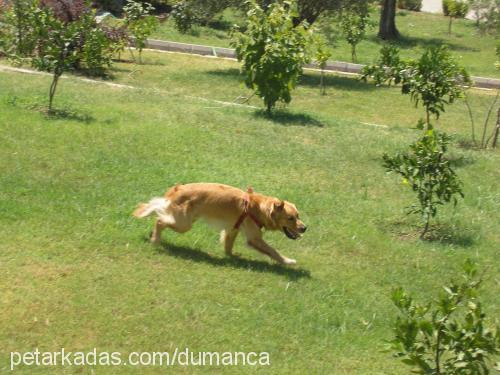 duman Erkek Golden Retriever