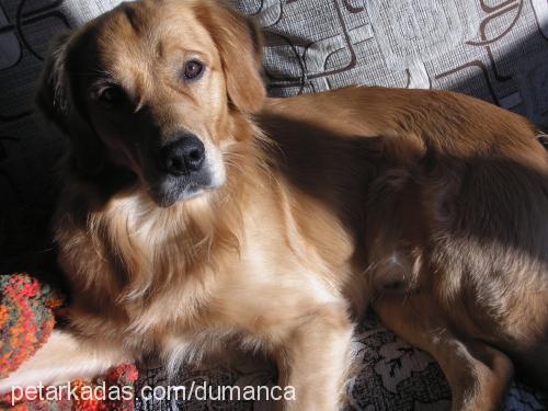 duman Erkek Golden Retriever