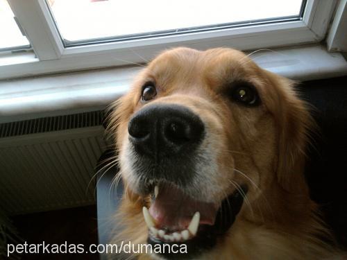 duman Erkek Golden Retriever