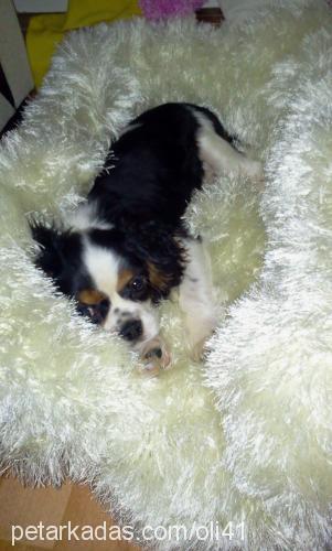 oli Erkek Cavalier King Charles Spanieli