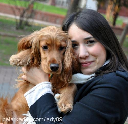 lady Dişi İngiliz Cocker Spaniel