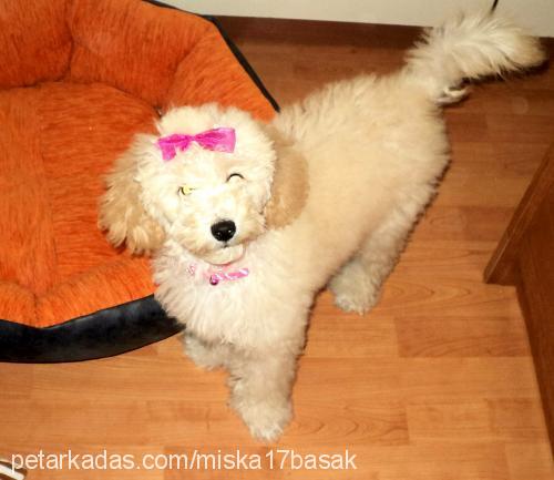 miska Dişi Poodle (Standart Kaniş)