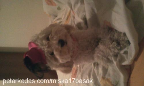 miska Dişi Poodle (Standart Kaniş)