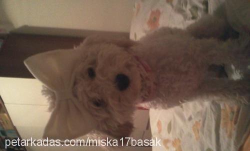 miska Dişi Poodle (Standart Kaniş)