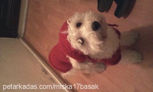 miska Dişi Poodle (Standart Kaniş)