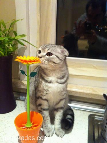 peluŞ Dişi Scottish Fold