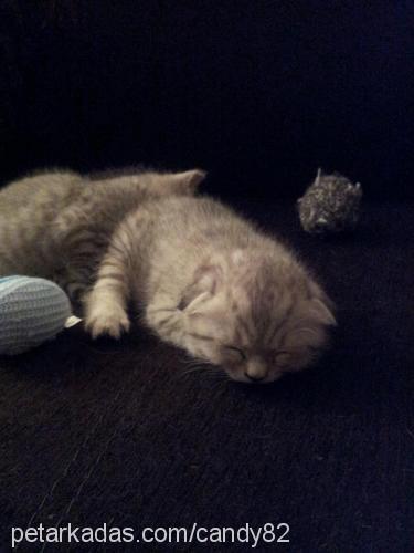 peluŞ Dişi Scottish Fold