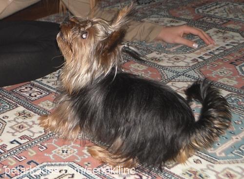 paris Erkek Yorkshire Terrier