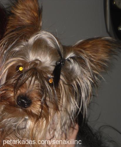 paris Erkek Yorkshire Terrier