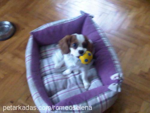 romeo Erkek Cavalier King Charles Spanieli