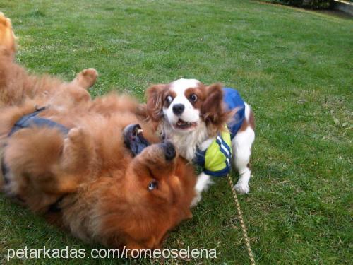 romeo Erkek Cavalier King Charles Spanieli