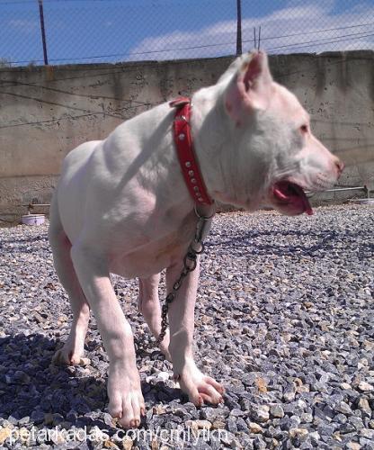 beton Erkek Amerikan Pitbull Terrier