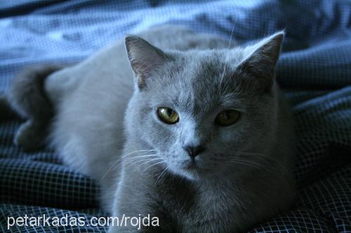 rojda Dişi British Shorthair