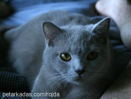 rojda Dişi British Shorthair