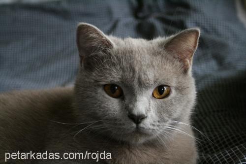 rojda Dişi British Shorthair