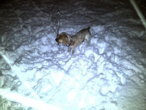 casper Erkek İngiliz Cocker Spaniel