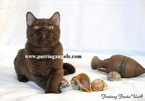 georgebyron Erkek British Shorthair