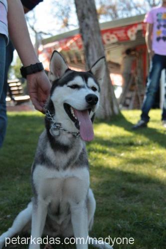 rita Dişi Sibirya Kurdu (Husky)