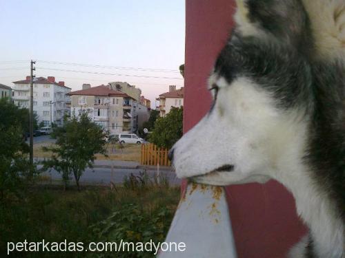 rita Dişi Sibirya Kurdu (Husky)