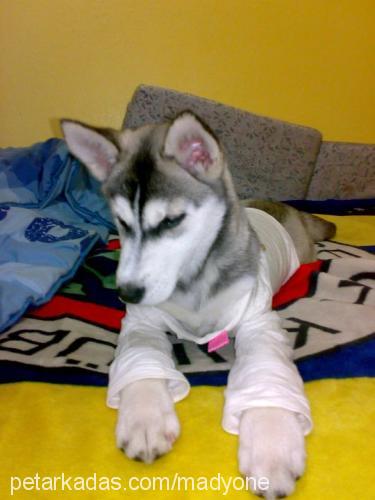 rita Dişi Sibirya Kurdu (Husky)