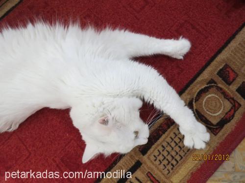 avatar Erkek Ankara Kedisi (Angora)