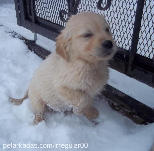 köpüş Dişi Golden Retriever