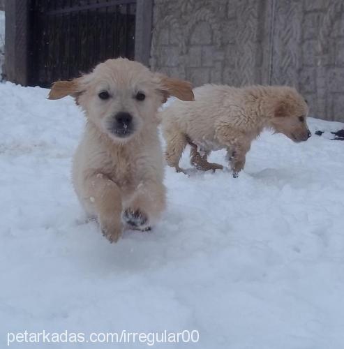 köpüş Dişi Golden Retriever