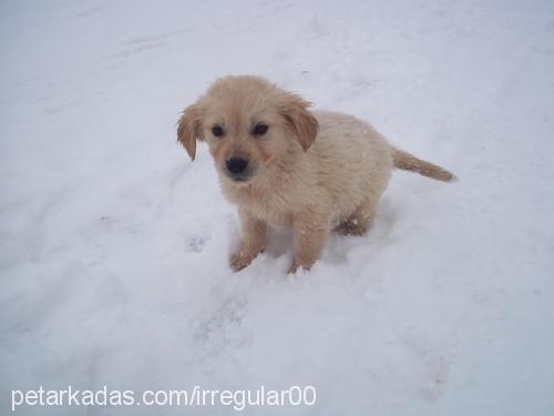 köpüş Dişi Golden Retriever