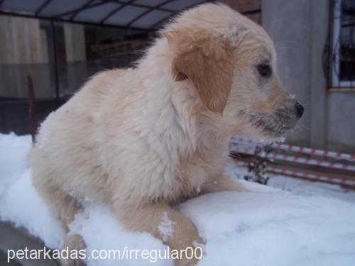 köpüş Dişi Golden Retriever