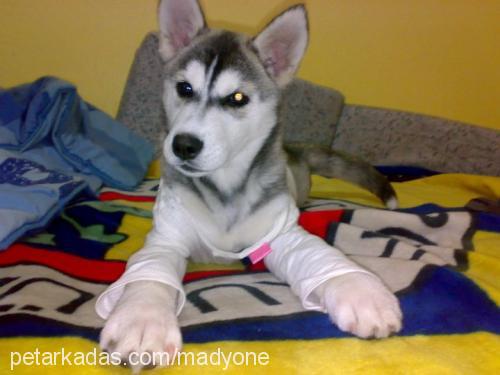 rita Dişi Sibirya Kurdu (Husky)