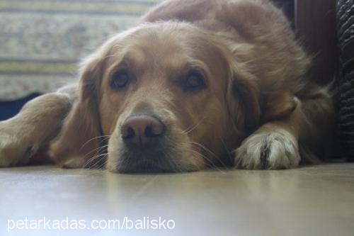 bal Dişi Golden Retriever