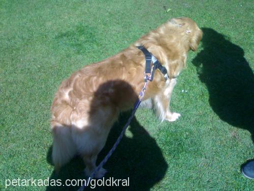 kral Erkek Golden Retriever