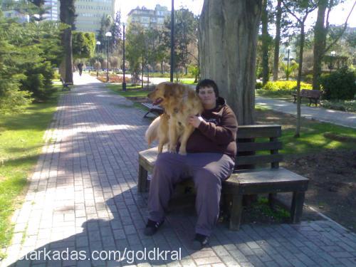 kral Erkek Golden Retriever